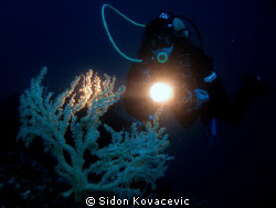 yellow gorgonia by Sidon Kovacevic 